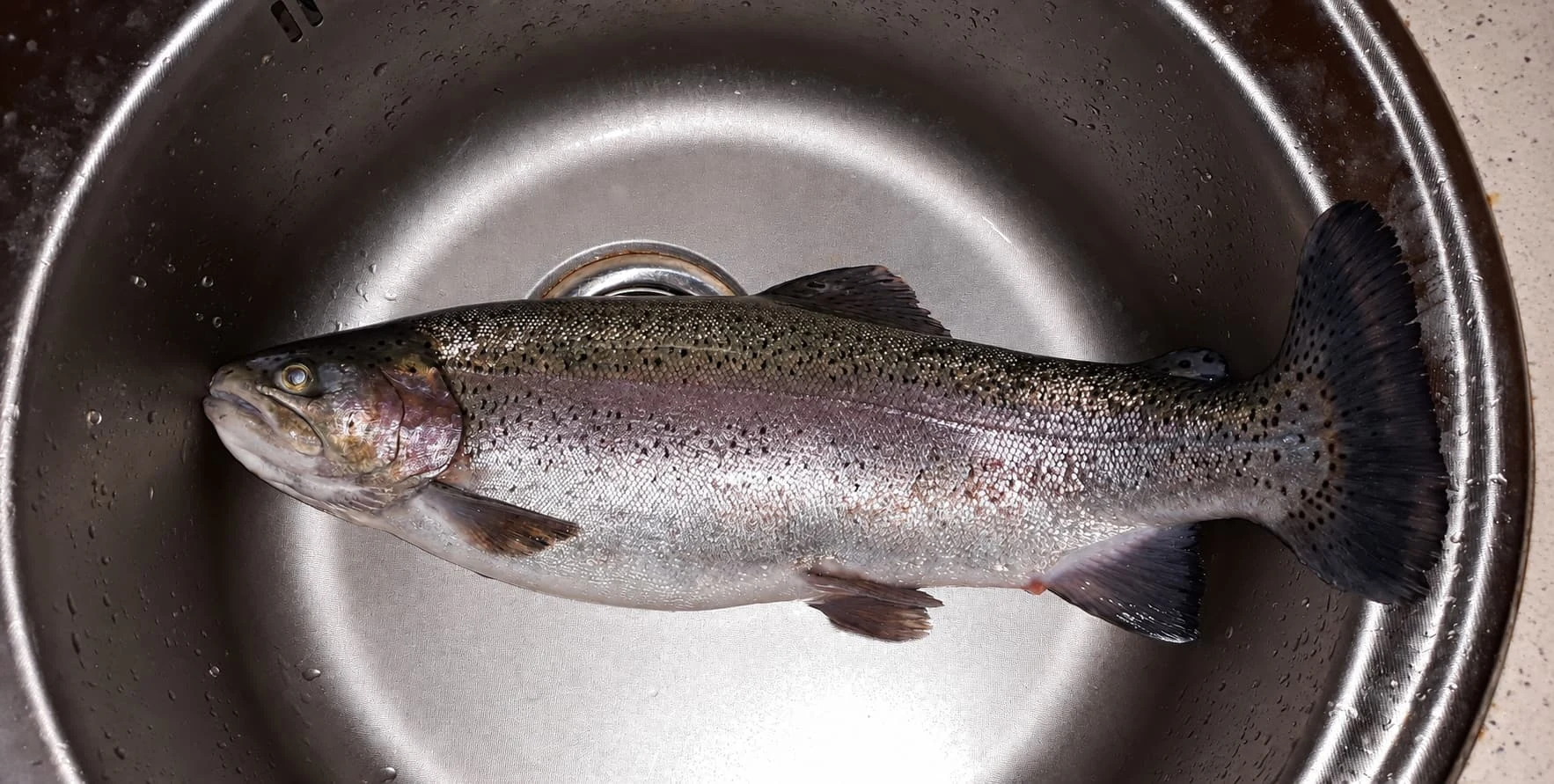 Rainbow trout photographed after a fishing session