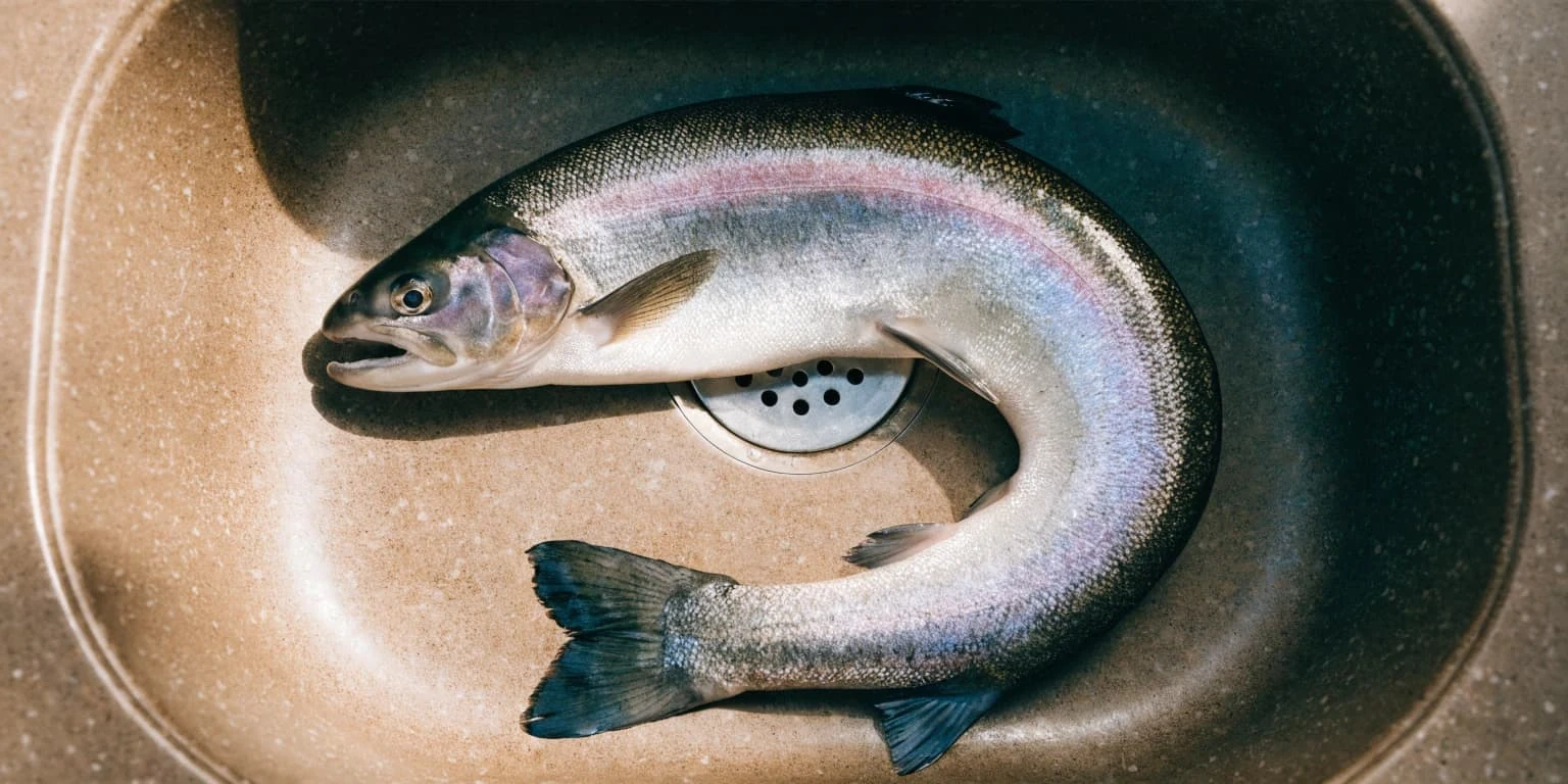 Rainbow trout photographed after a fishing session