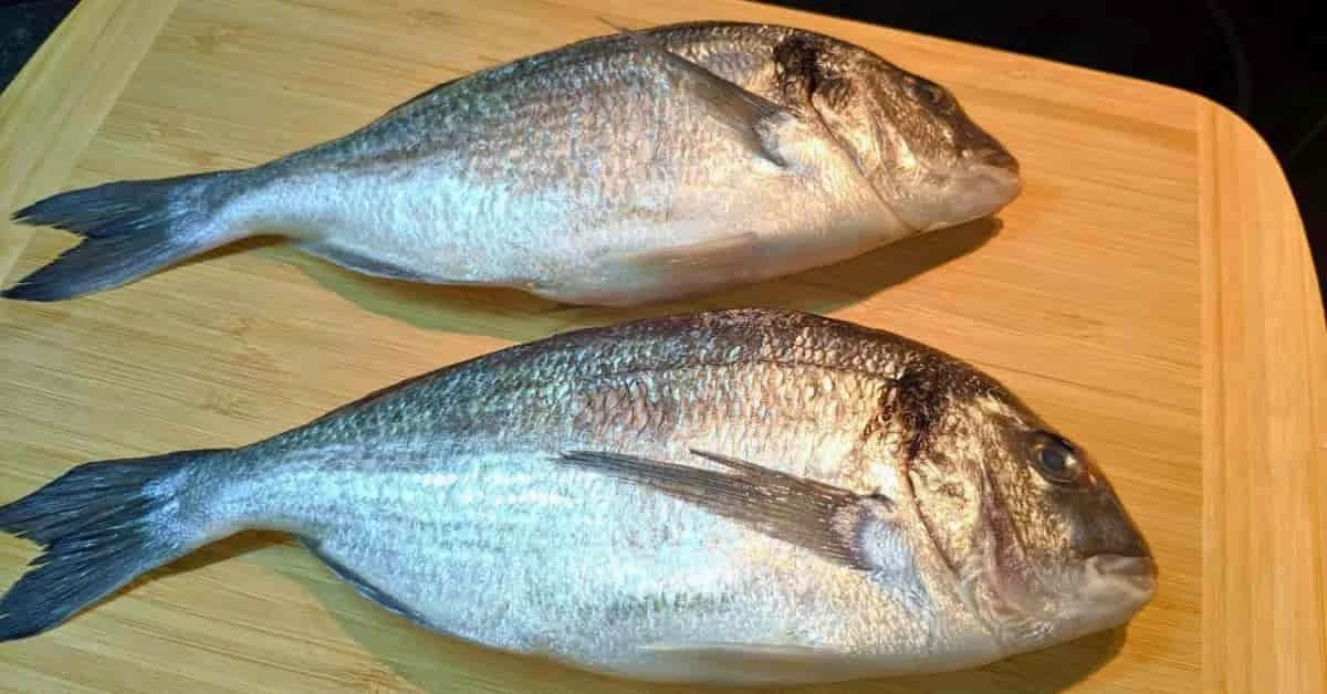 Two gilthead seabream photographed after a fishing session