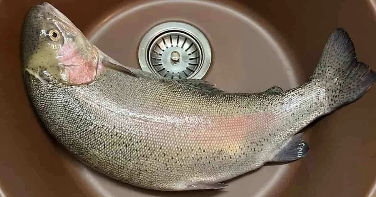 Rainbow trout photographed after a fishing session